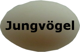 Jungvögel / Galerie